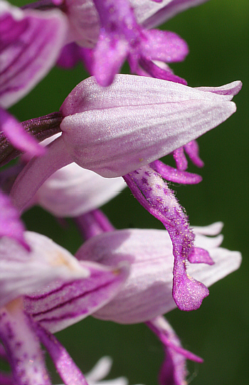 Orchis militaris, district Göppingen.