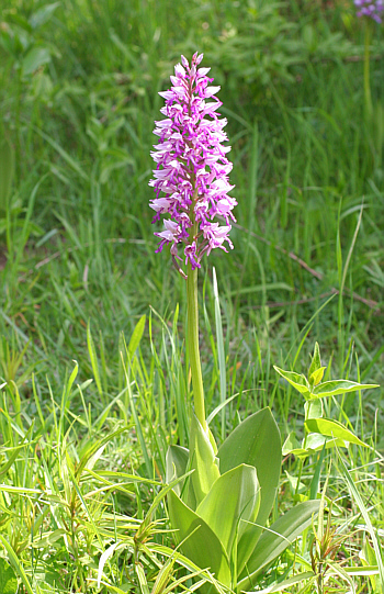 Orchis militaris, district Göppingen.