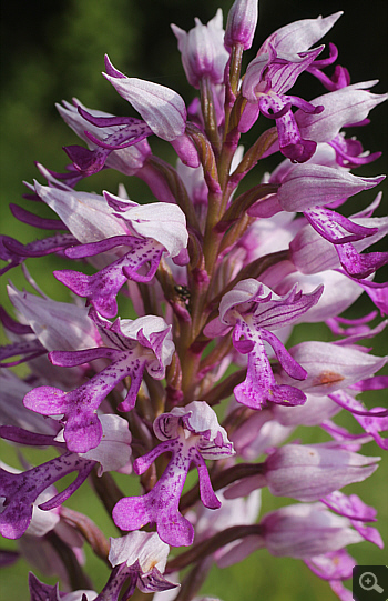 Orchis militaris, district Göppingen.