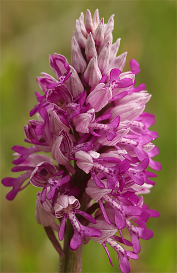 Orchis militaris, Landkreis Heidenheim.