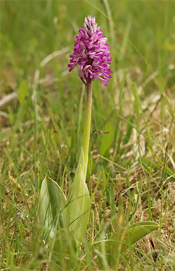 Orchis militaris, Southern Baden.