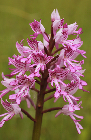 Orchis militaris, district Dillingen.