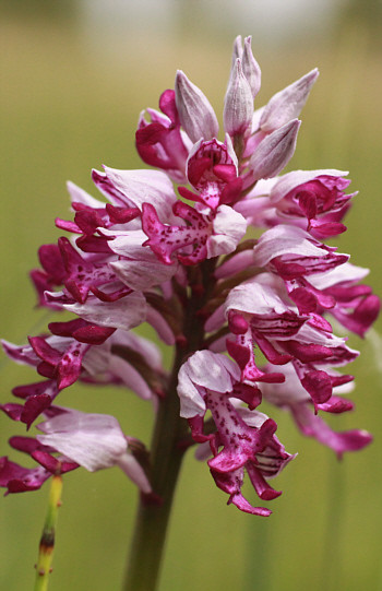 Orchis militaris, district Dillingen.