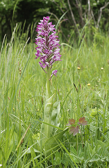 Orchis militaris, südl. Augsburg.