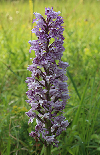 Orchis militaris, Neresheim.