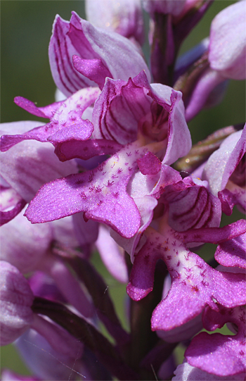 Orchis militaris, Rain am Lech.