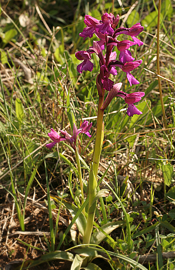 Orchis morio ssp. morio, Seui.