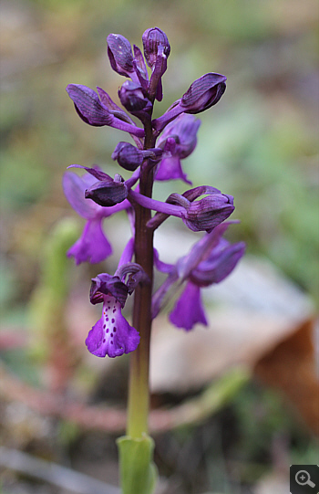 Orchis morio ssp. morio, Krioneri.