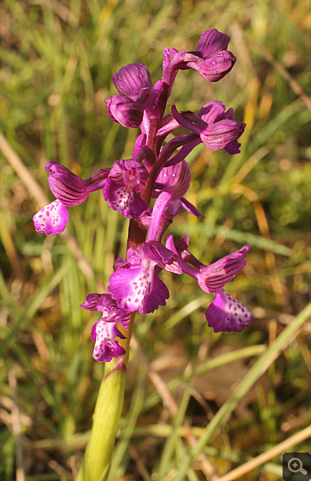 Orchis morio ssp. morio, zwischen Ioannina und Kozani.