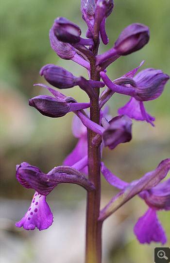 Orchis morio ssp. morio, Krioneri.