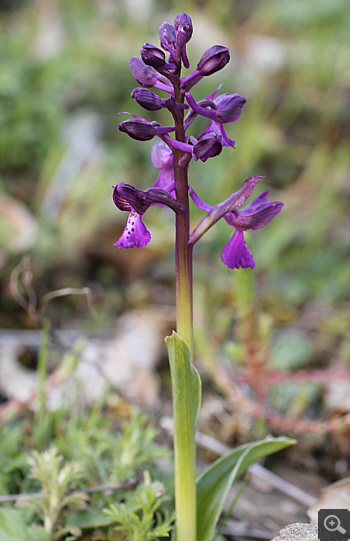 Orchis morio ssp. morio, Krioneri.