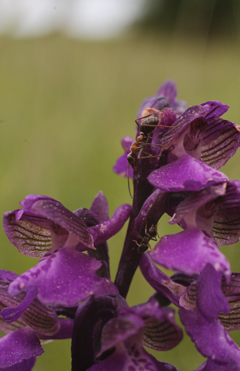 Orchis morio ssp. morio, Nördlinger Ries.