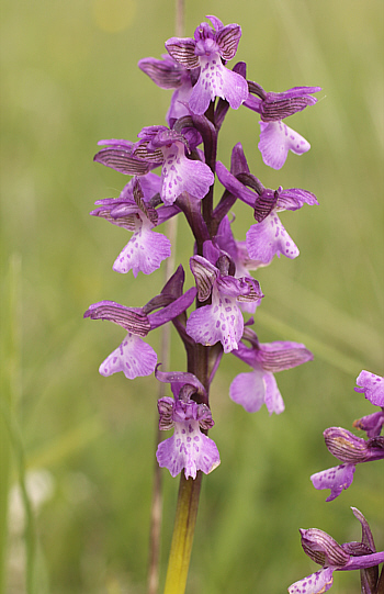 Orchis morio ssp. morio, Nördlinger Ries.