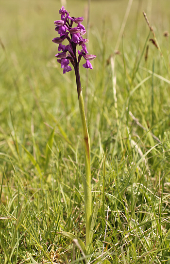 Orchis morio ssp. morio, Nördlinger Ries.