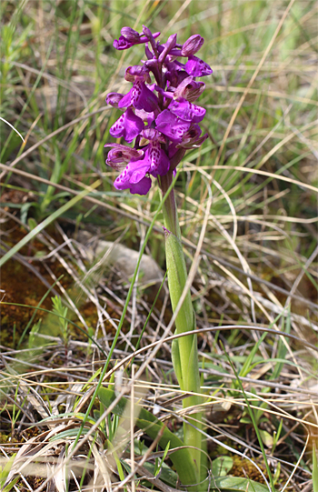 Orchis morio ssp. morio, Mattinata.