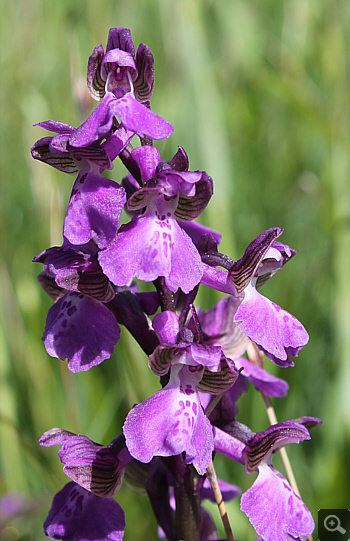 Orchis morio ssp. morio, district Rosenheim.