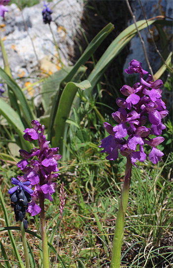 Orchis morio ssp. morio, Monte Sacro.