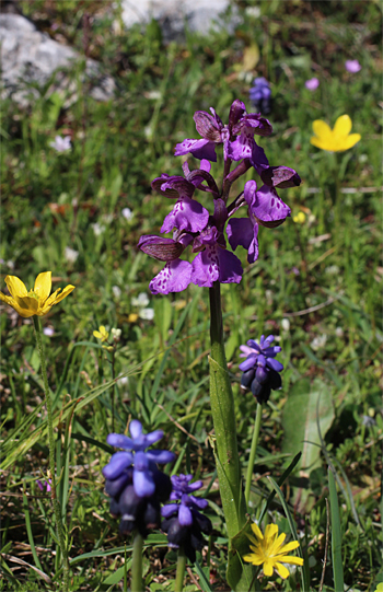 Orchis morio ssp. morio, Monte Sacro.