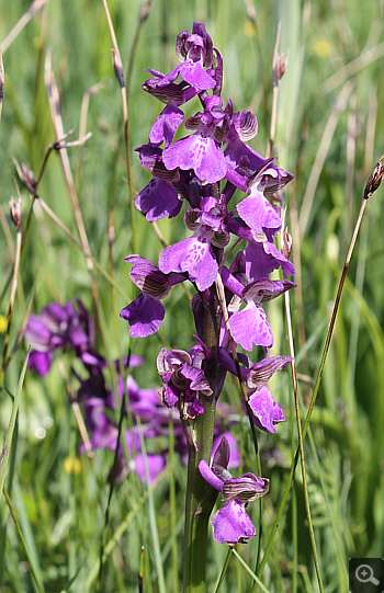 Orchis morio ssp. morio, district Rosenheim.