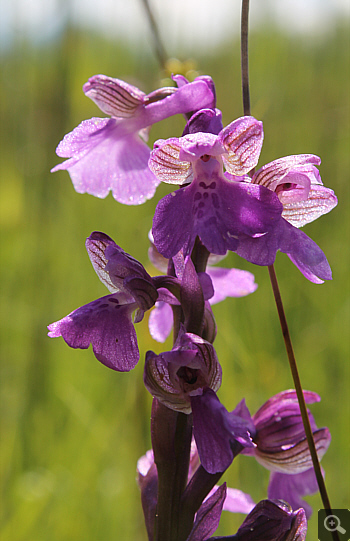 Orchis morio ssp. morio, district Rosenheim.