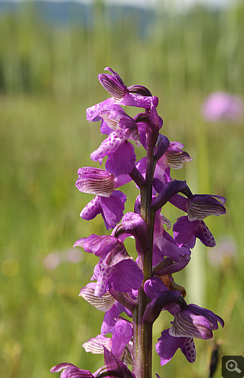 Orchis morio ssp. morio, Landkreis Rosenheim.