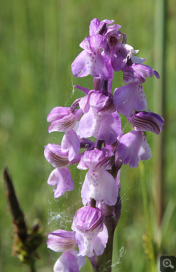 Orchis morio ssp. morio, district Rosenheim.