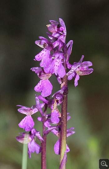 Orchis morio ssp. morio, Rionero Sannitico.