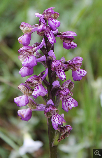 Orchis morio ssp. morio, Alfedena.