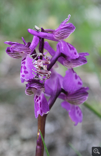 Orchis morio ssp. morio, Acquafondata.