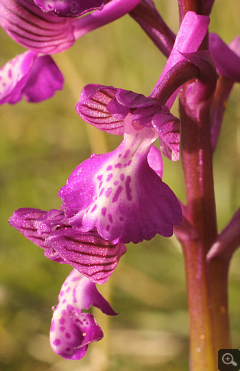 Orchis morio ssp. morio, zwischen Ioannina und Kozani.