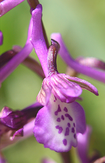 Orchis morio ssp. picta, Profitis Ilias.