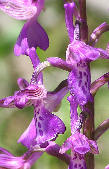 Orchis morio ssp. picta, Profitis Ilias.