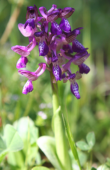 Orchis morio ssp. picta, Profitis Ilias.