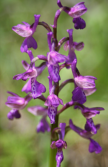 Orchis morio ssp. picta, Profitis Ilias.