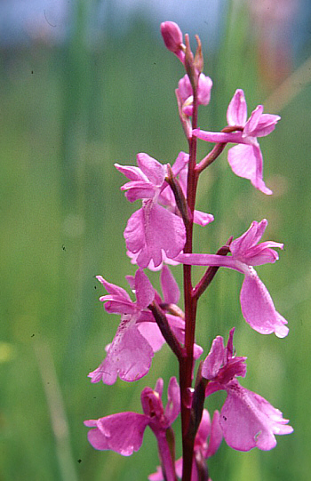 Orchis palustris, Southern Bavaria.