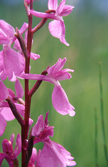 Orchis palustris, Southern Bavaria.