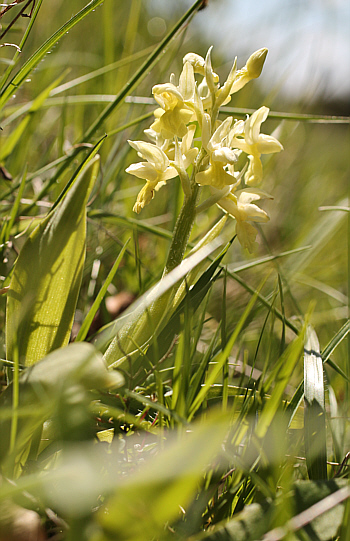 Orchis pallens, district Göppingen.