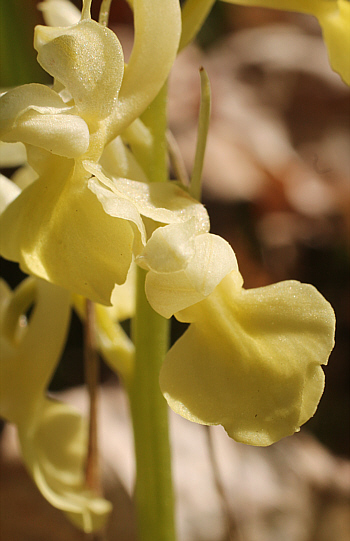 Orchis pallens, district Göppingen.