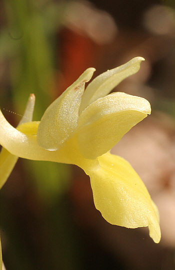 Orchis pallens, Landkreis Göppingen.