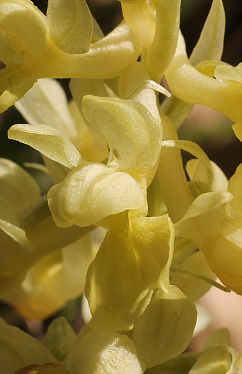 Orchis pallens, district Göppingen.