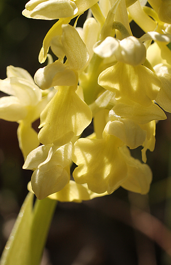 Orchis pallens, district Göppingen.