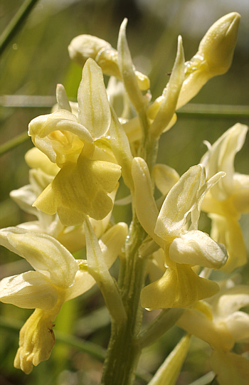 Orchis pallens, district Göppingen.