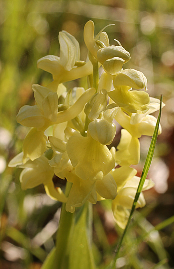 Orchis pallens, Landkreis Göppingen.