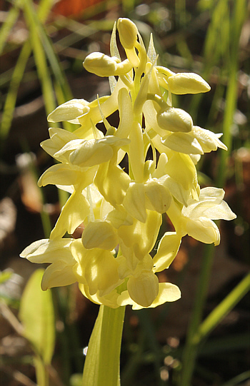 Orchis pallens, Landkreis Göppingen.