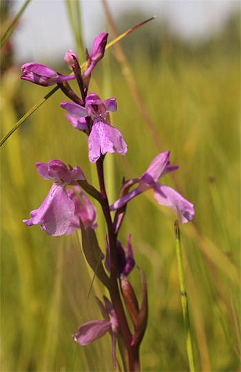 Orchis palustris, Südbayern.