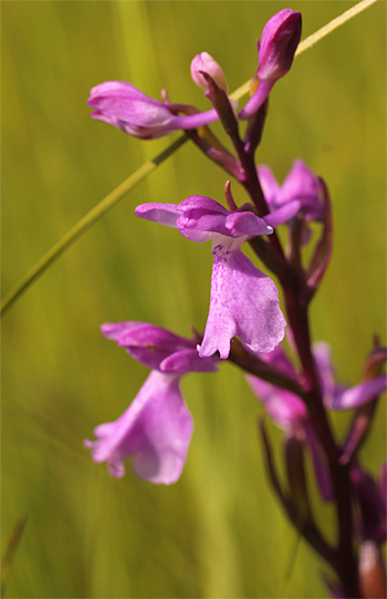 Orchis palustris, Südbayern.