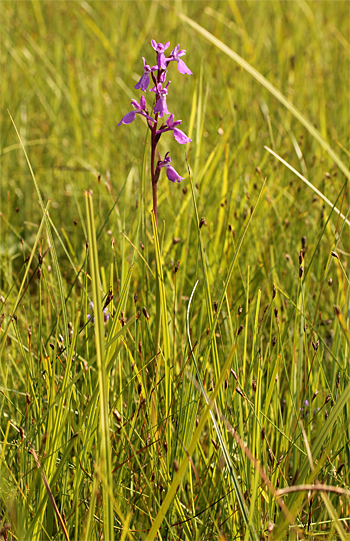 Orchis palustris, Südbayern.