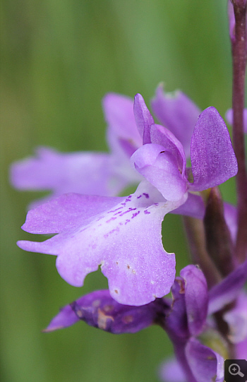 Orchis palustris, Südbayern.