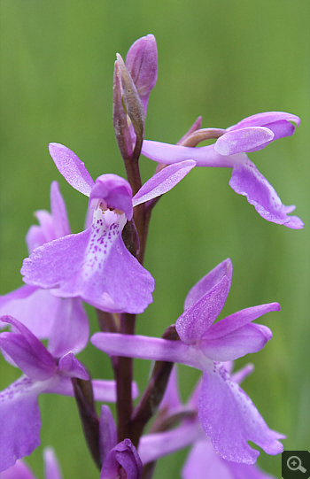 Orchis palustris, Südbayern.