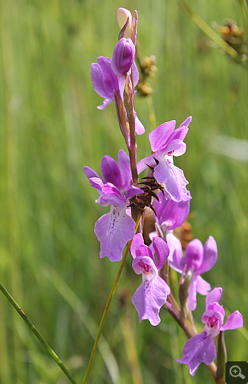 Orchis palustris, Südbayern.